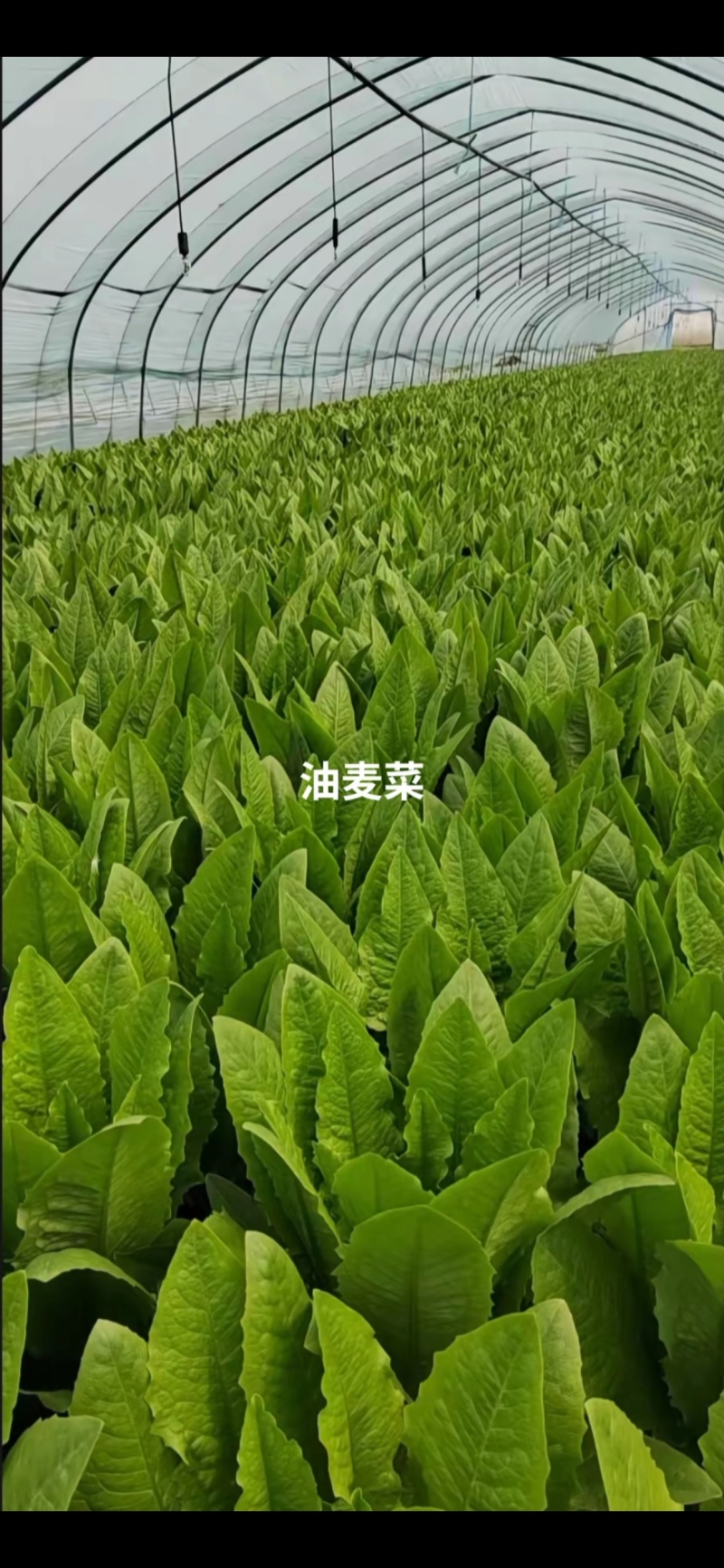 ｜主营：小油菜、各类绿叶菜，大小批量均可装车实地看菜，