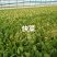 ｜主营：小油菜、各类绿叶菜，大小批量均可装车实地看菜，