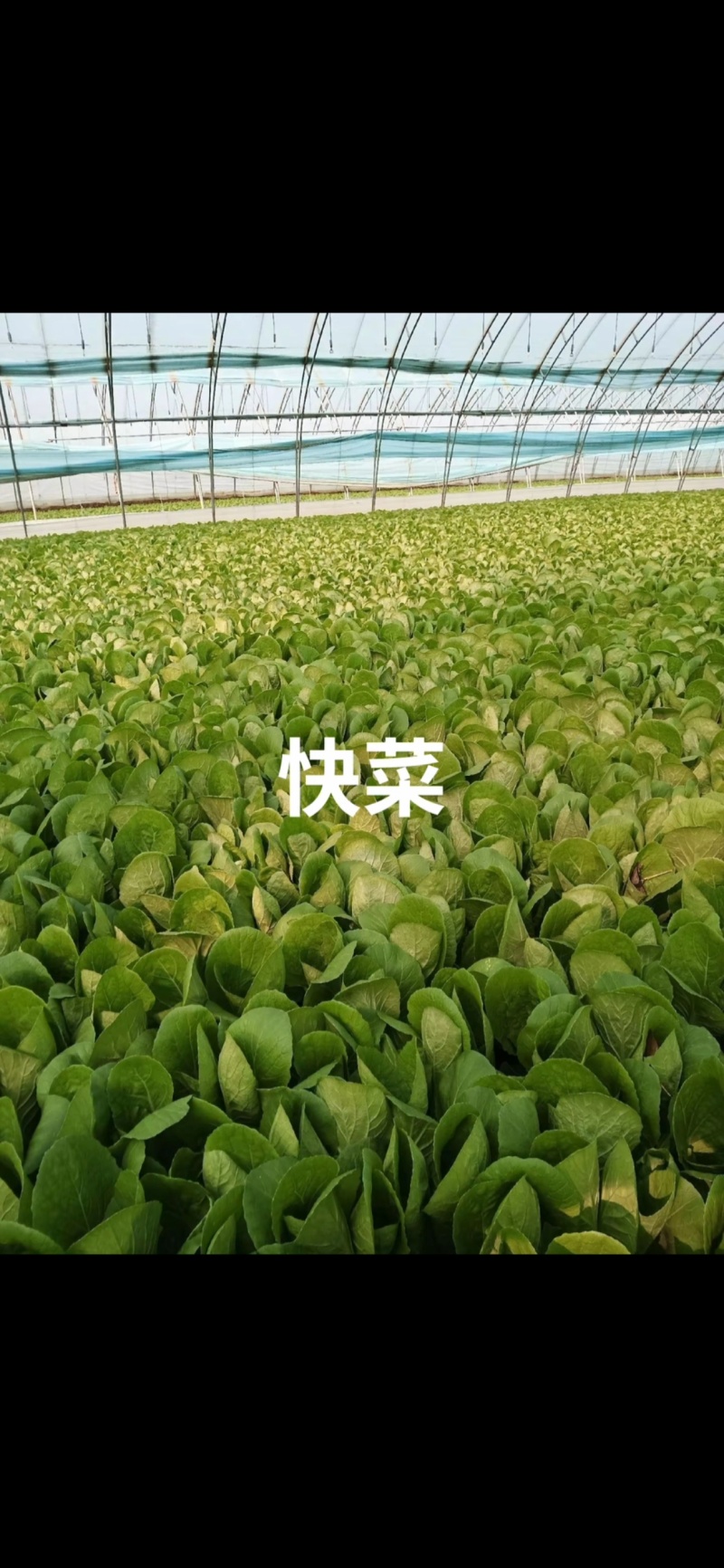 ｜主营：小油菜、各类绿叶菜，大小批量均可装车实地看菜，
