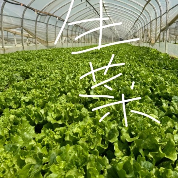 ｜主营：小油菜、各类绿叶菜，大小批量均可装车实地看菜，