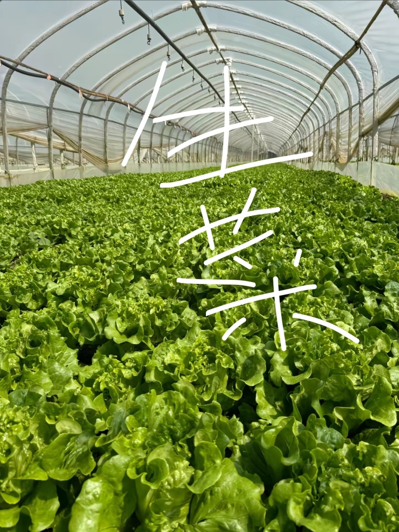 ｜主营：小油菜、各类绿叶菜，大小批量均可装车实地看菜，