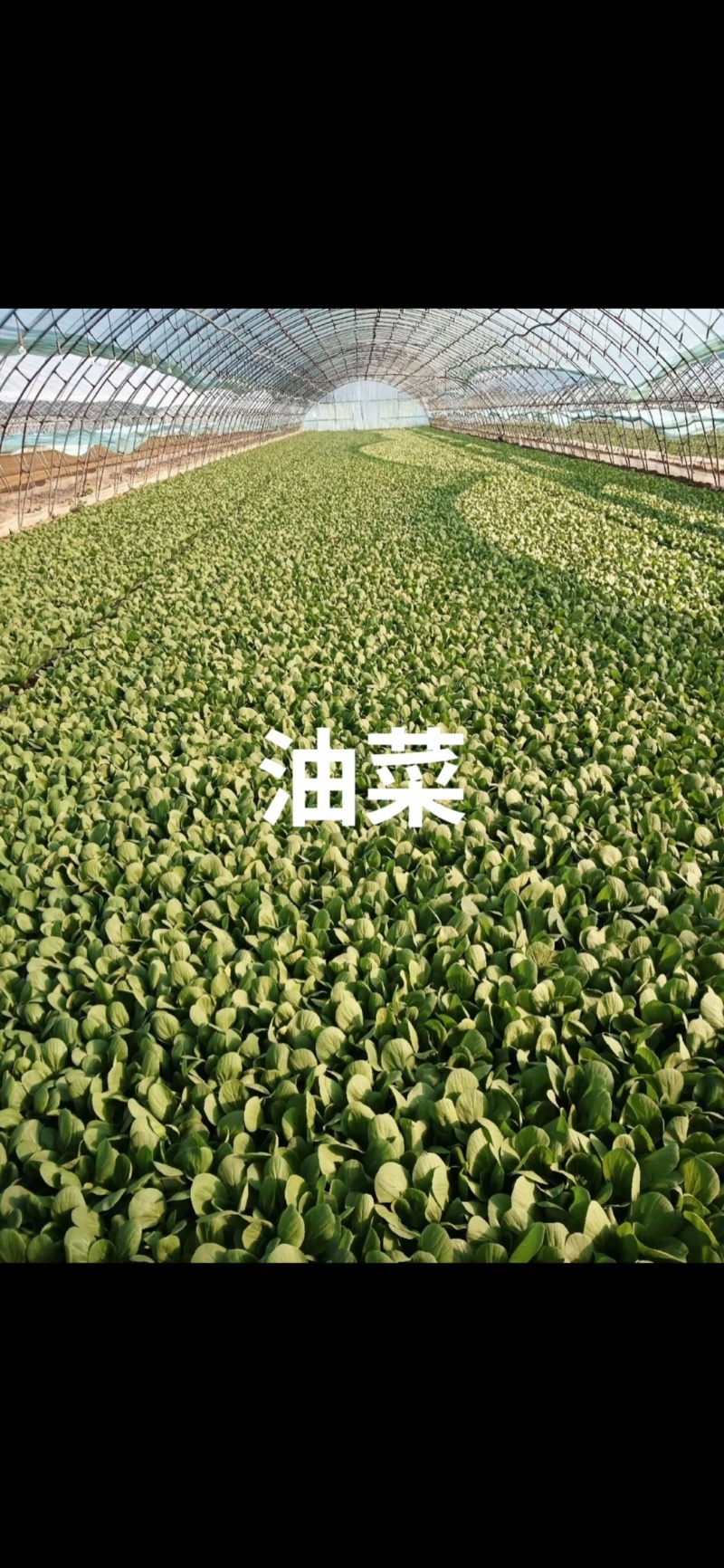 ｜主营：小油菜、各类绿叶菜，大小批量均可装车实地看菜，