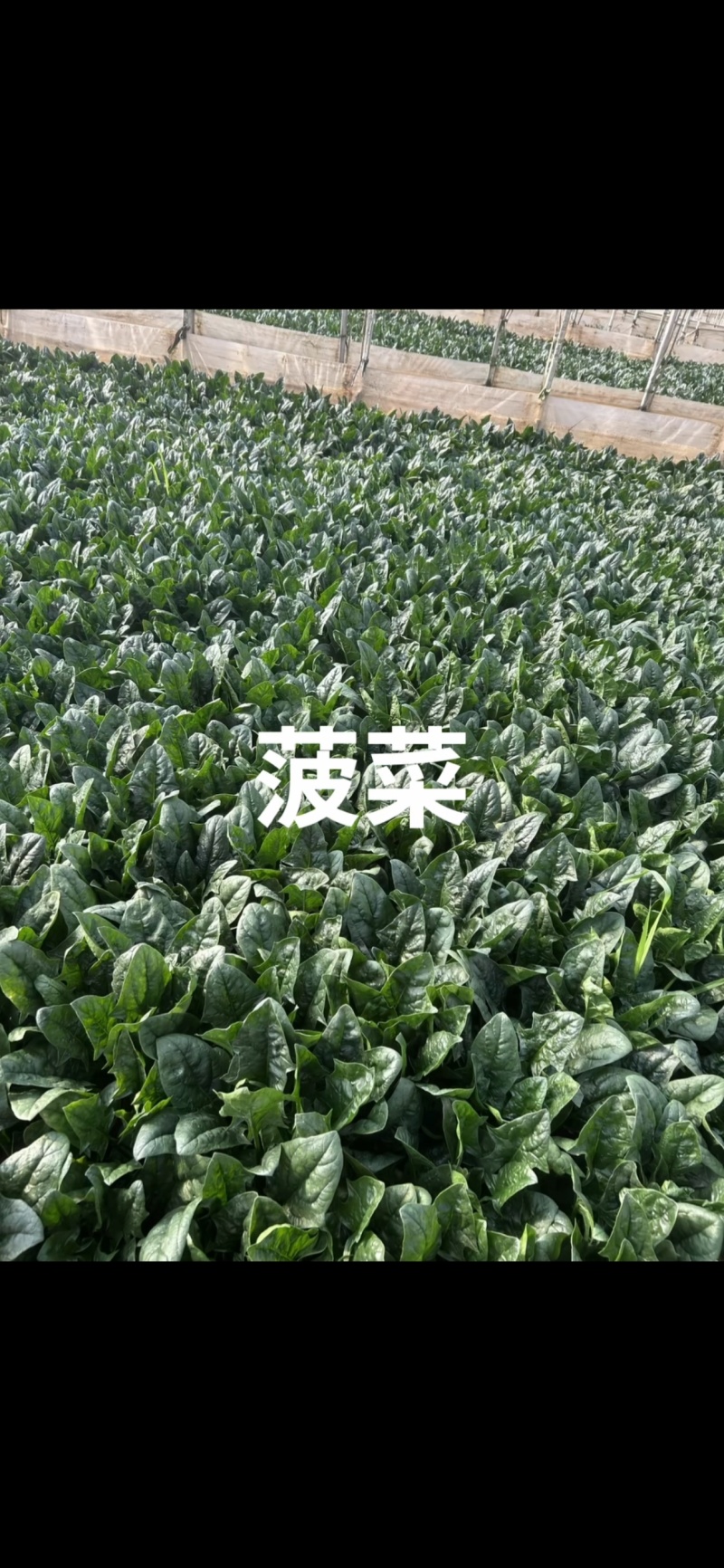｜主营：小油菜、各类绿叶菜，大小批量均可装车实地看菜，