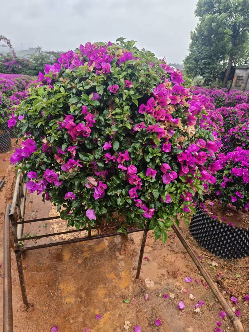 三角梅精球，