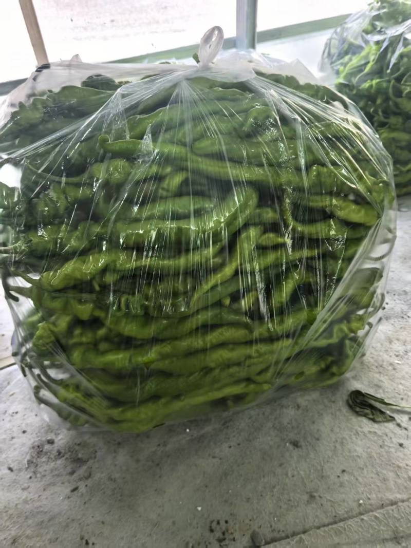 螺丝椒，二十公分以上，大量有货