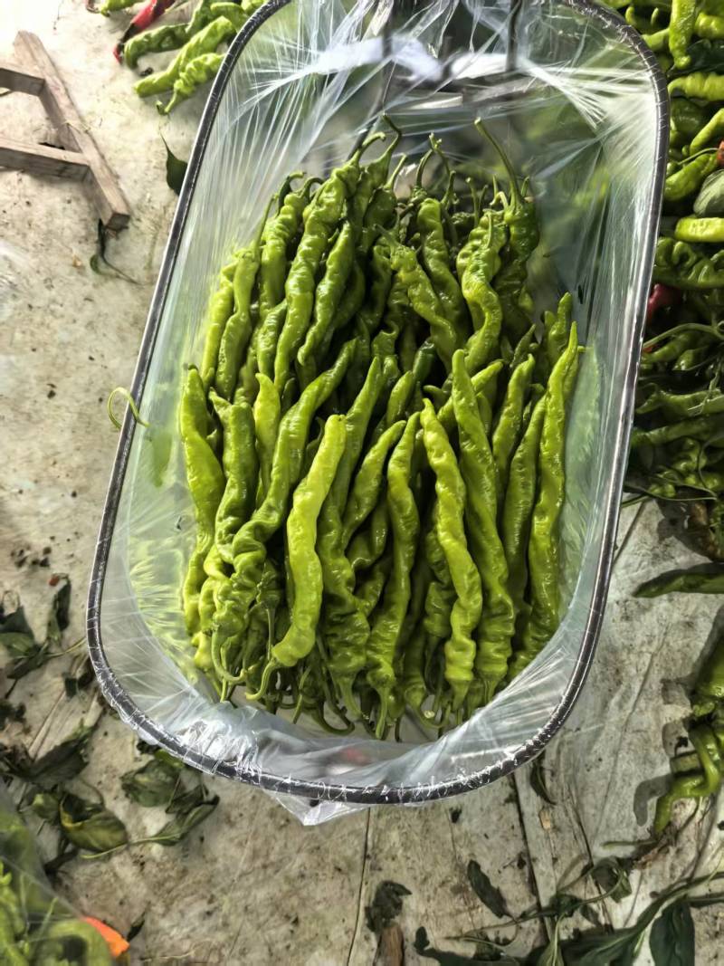 螺丝椒，二十公分以上，大量有货