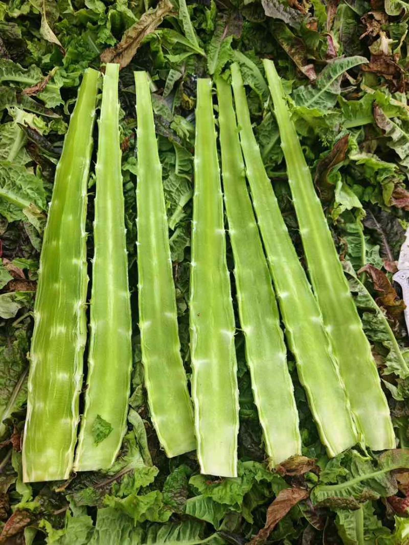 莴笋杆子