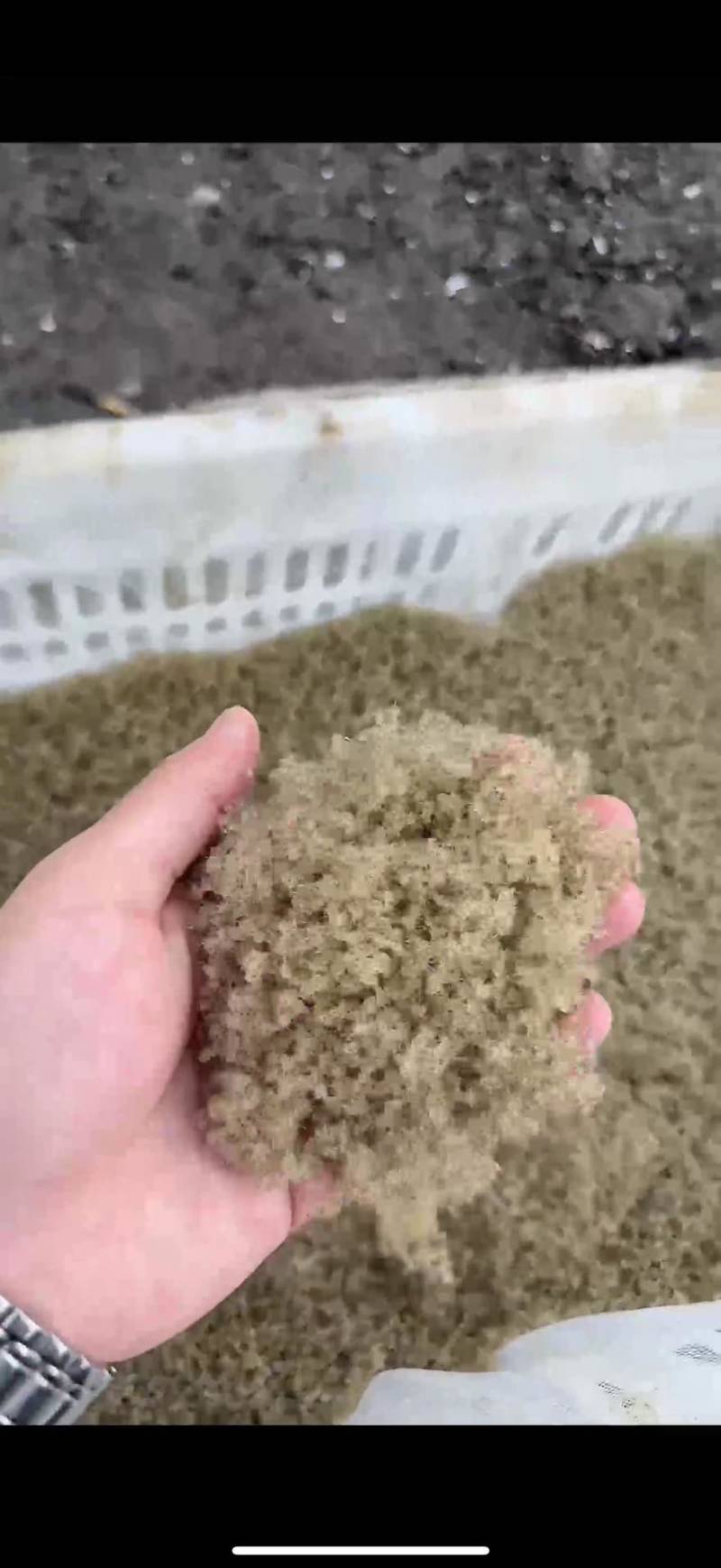 野生大眼幼体预售需要老板联系