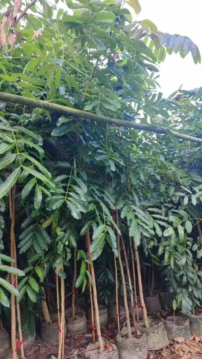 桃花心木1-3分，基地直销，一手货源，大量低价出售