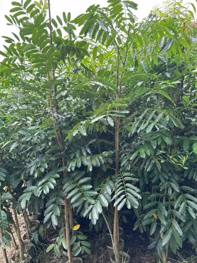 桃花心木1-3分，基地直销，一手货源，大量低价出售