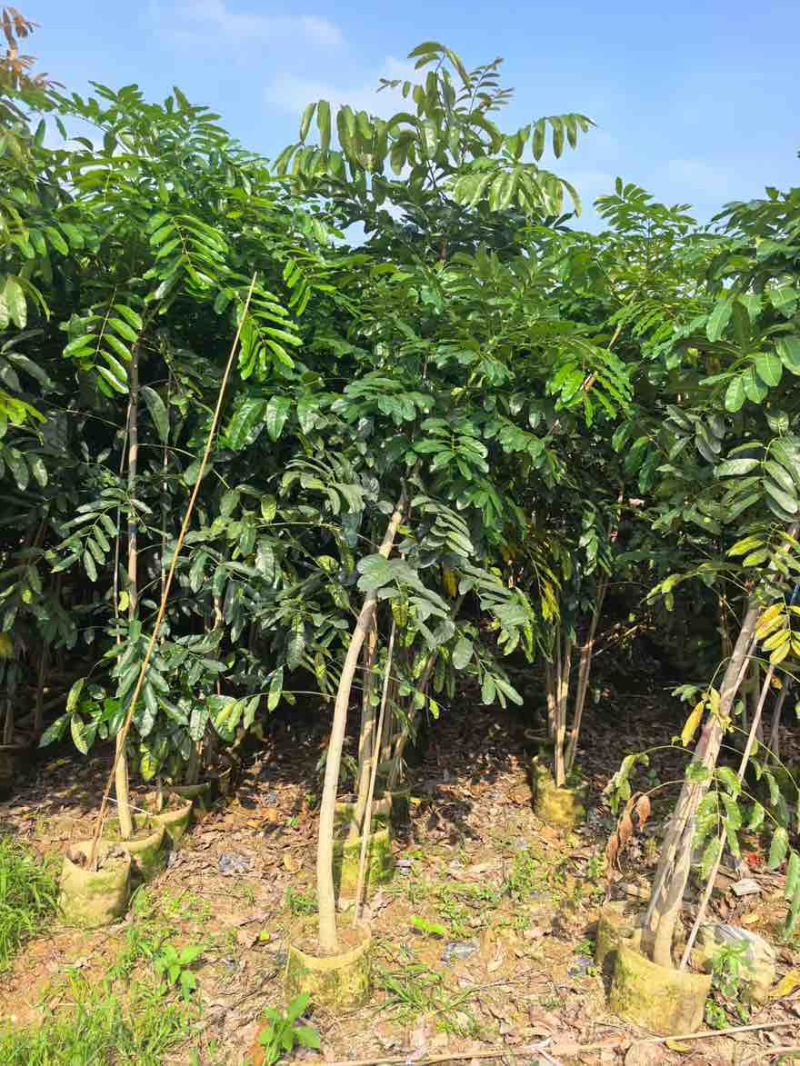 桃花心木1-3分，基地直销，一手货源，大量低价出售