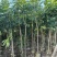 桃花心木1-3分，基地直销，一手货源，大量低价出售