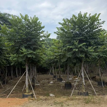 火焰木养冠8-20分，基地直销，一手货源，大量低价出售