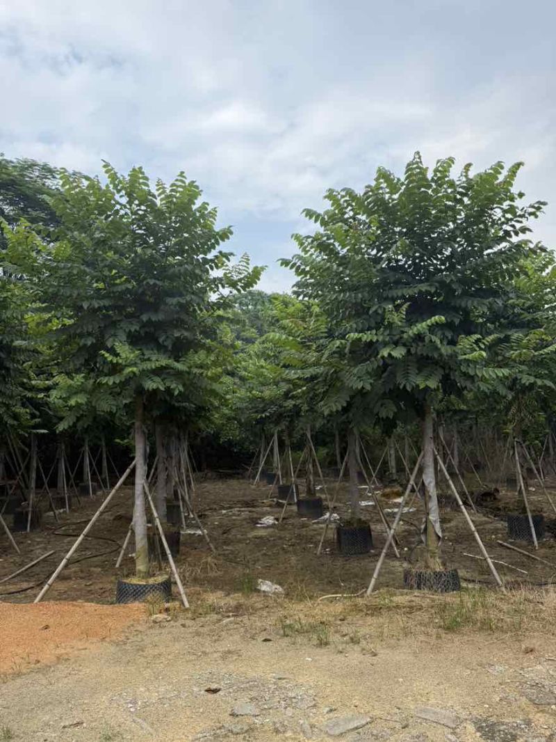 火焰木养冠8-20分，基地直销，一手货源，大量低价出售