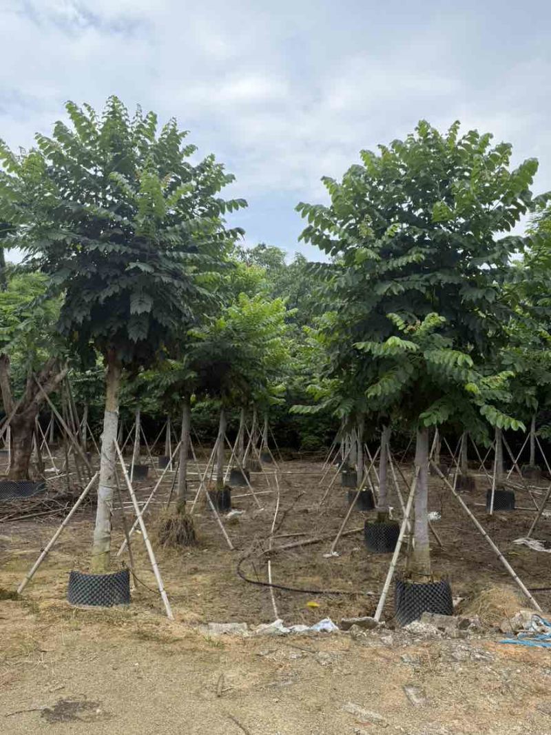 火焰木养冠8-20分，基地直销，一手货源，大量低价出售