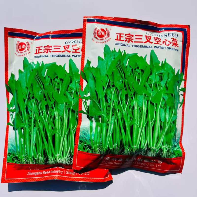 正宗三叉空心菜种子中蔬青梗大叶三叉空心菜籽高产耐热耐湿基地