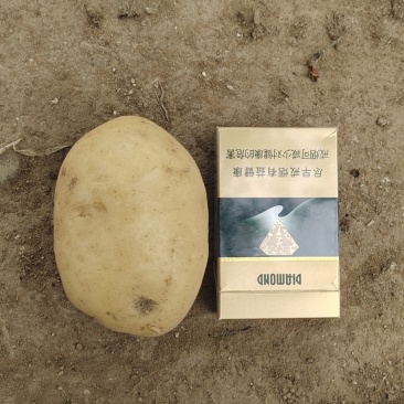 黄心土豆