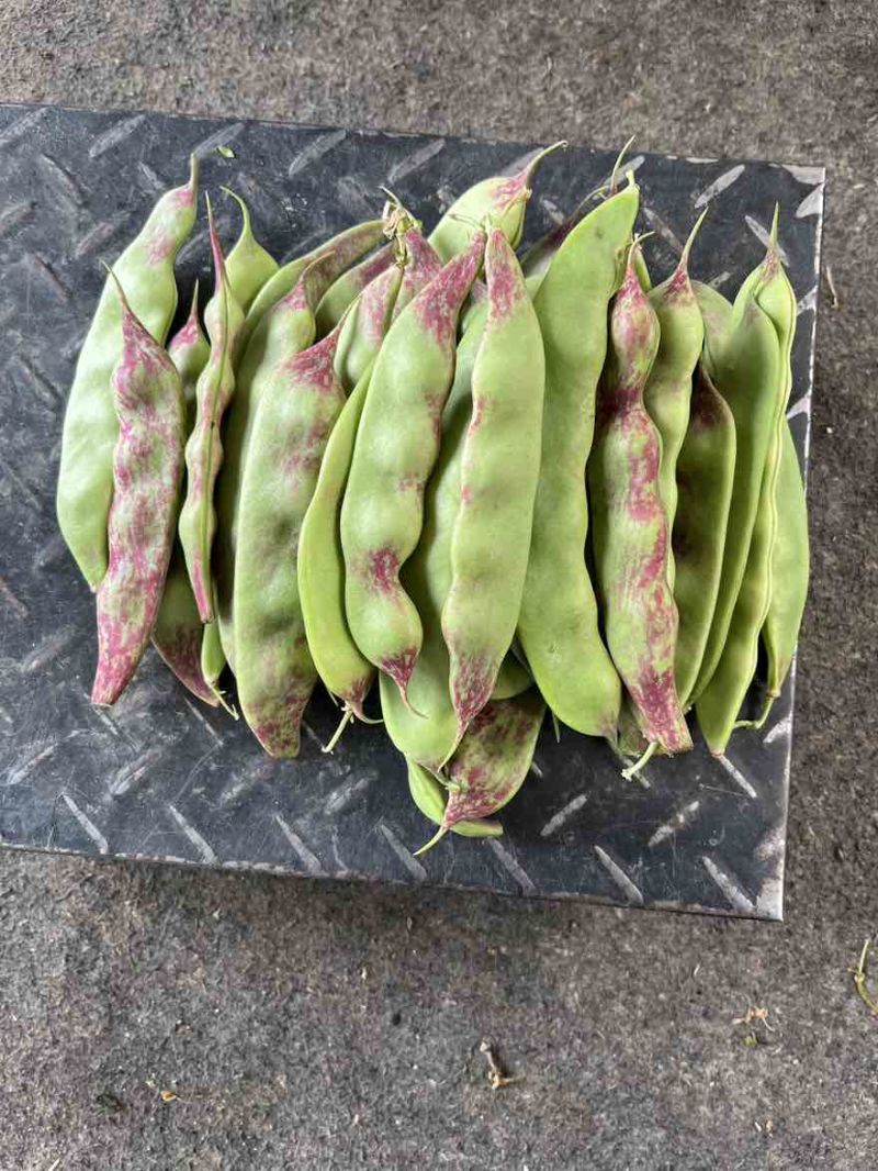一点红油豆角一件代发产地直发