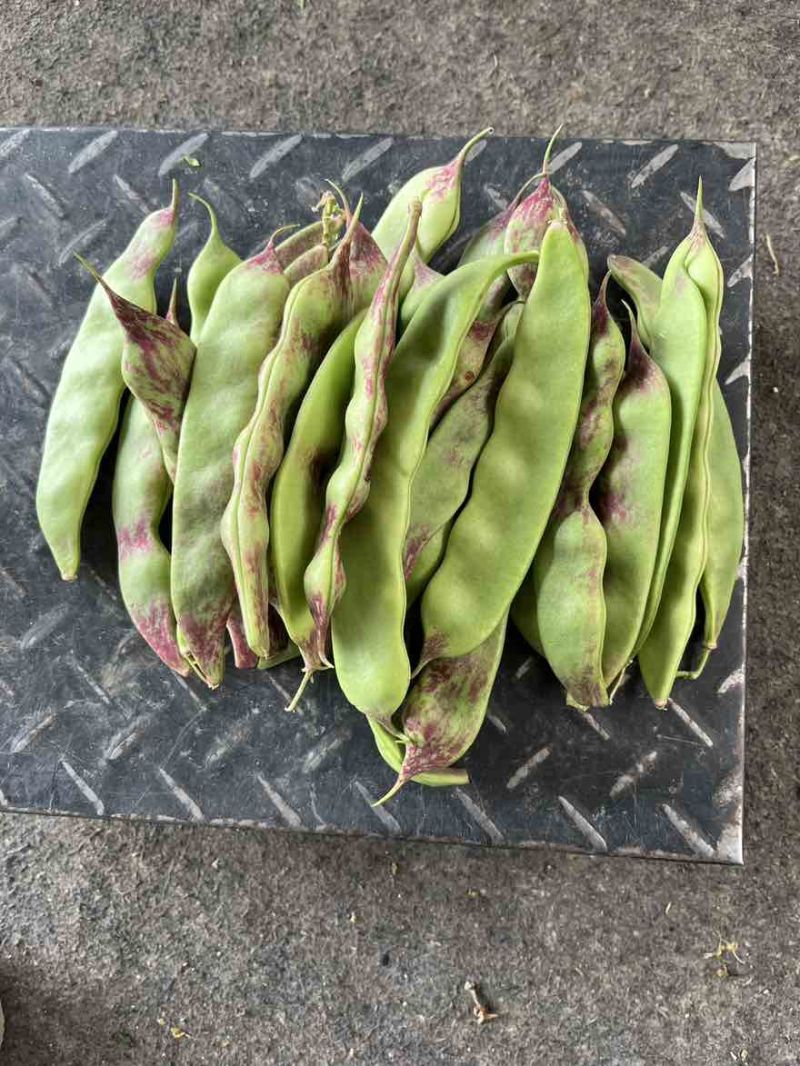一点红油豆角一件代发产地直发