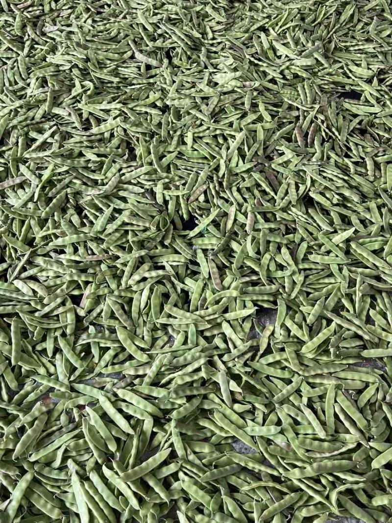 一点红油豆角一件代发产地直发