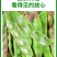 一点红油豆角一件代发产地直发