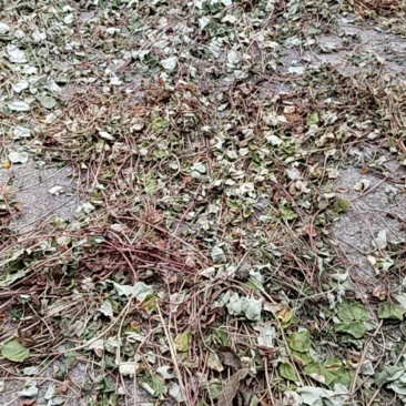 金钱草