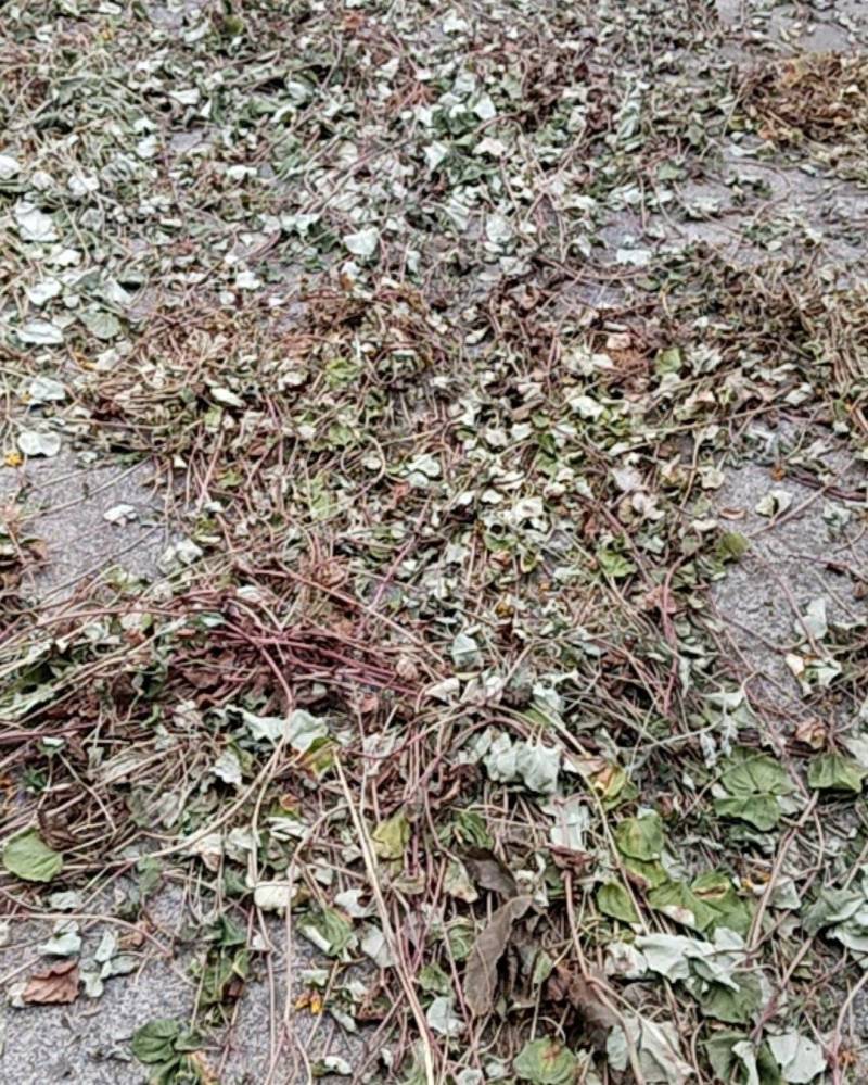 金钱草