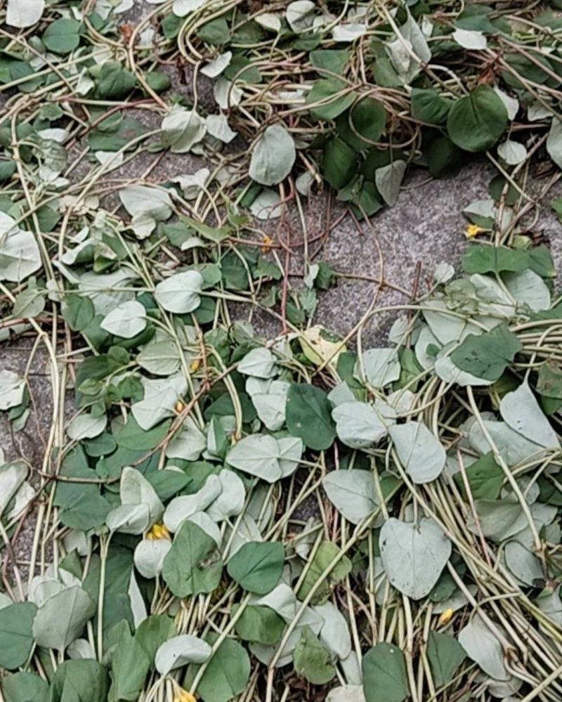 金钱草