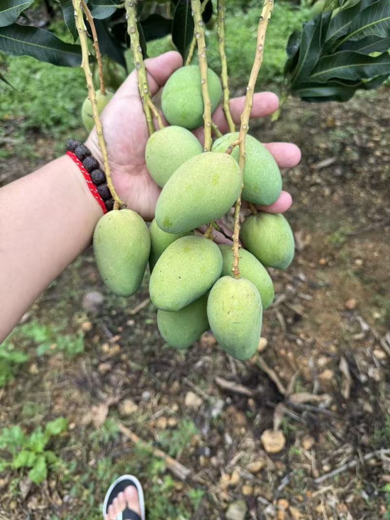 云南台农榨汁果