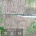 邻居老人有100颗杜仲树，20年左右，直径13-20的多