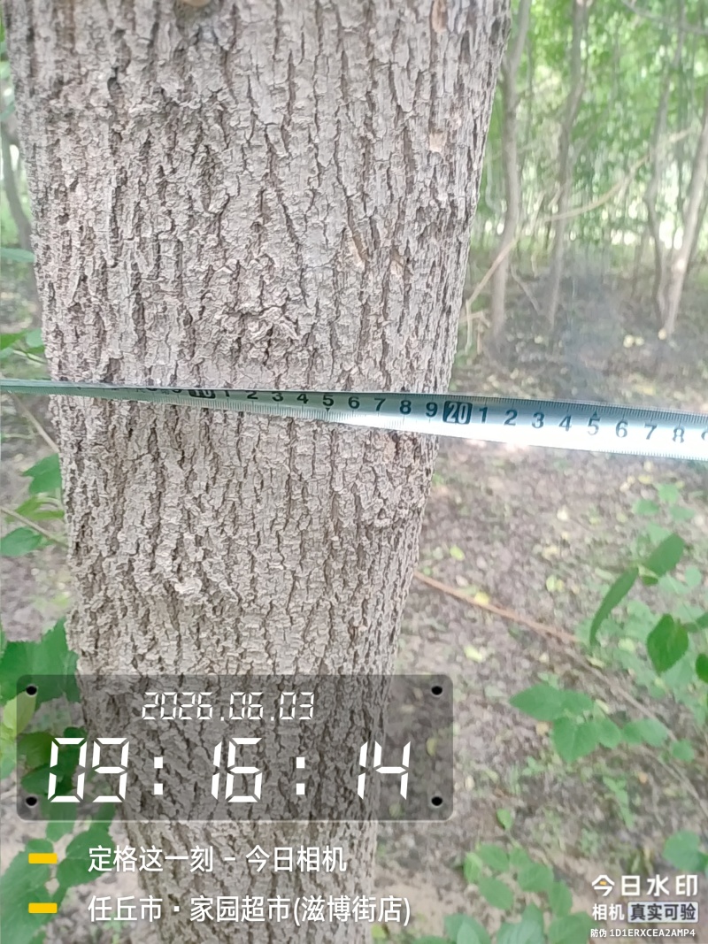 邻居老人有100颗杜仲树，20年左右，直径13-20的多