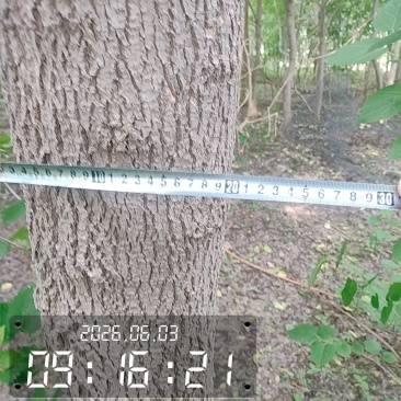 邻居老人有100颗杜仲树，20年左右，直径13-20的多