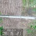 邻居老人有100颗杜仲树，20年左右，直径13-20的多