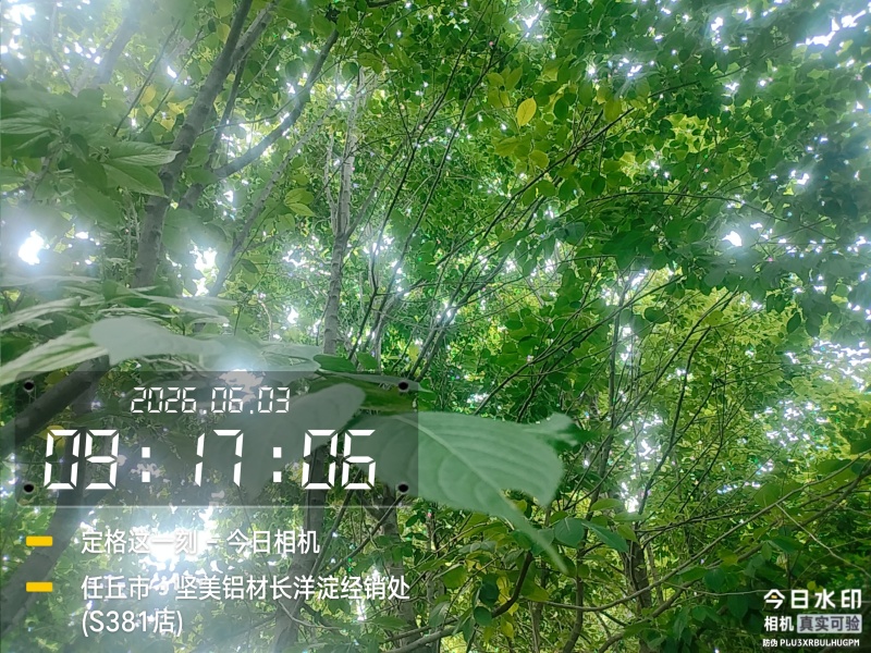 邻居老人有100颗杜仲树，20年左右，直径13-20的多