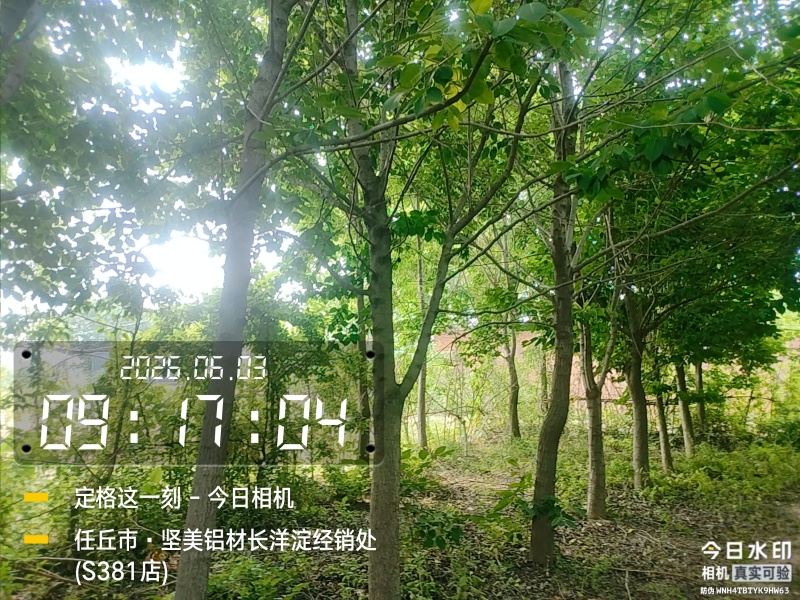 邻居老人有100颗杜仲树，20年左右，直径13-20的多