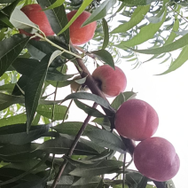 油桃白桃