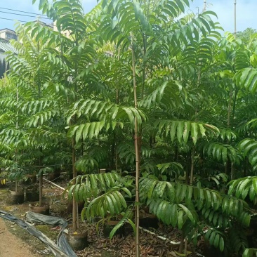 仁面子，3公分，低价出售，