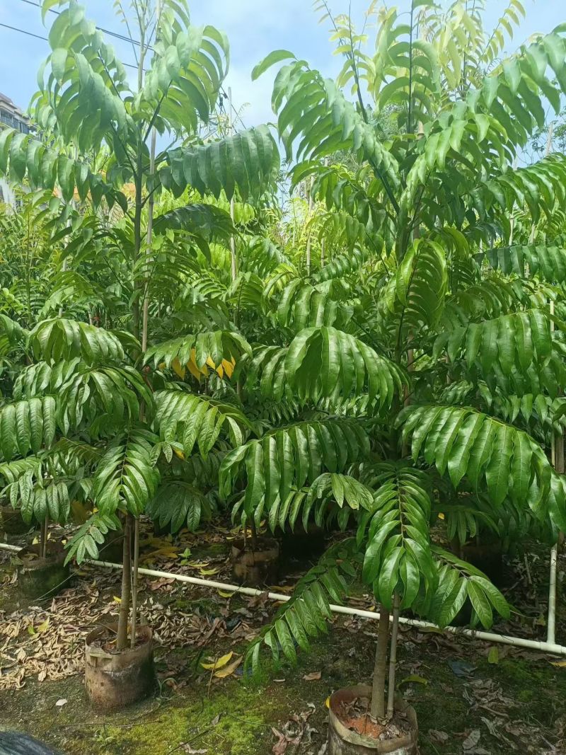 仁面子，3公分，低价出售，