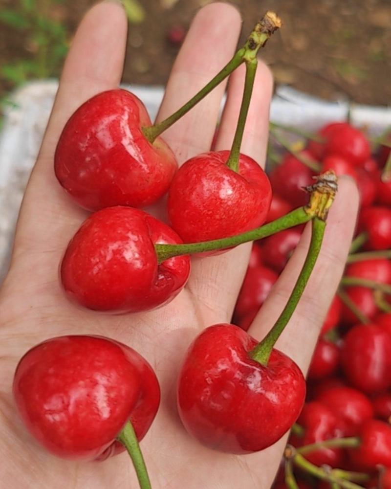 黑珍珠