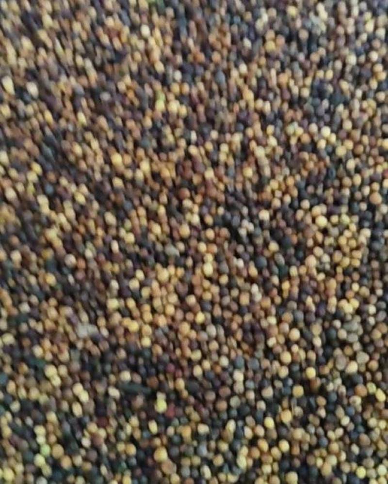 江西省崇仁县三月黄油菜籽