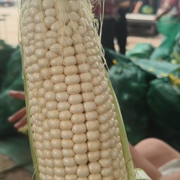 白糯玉米