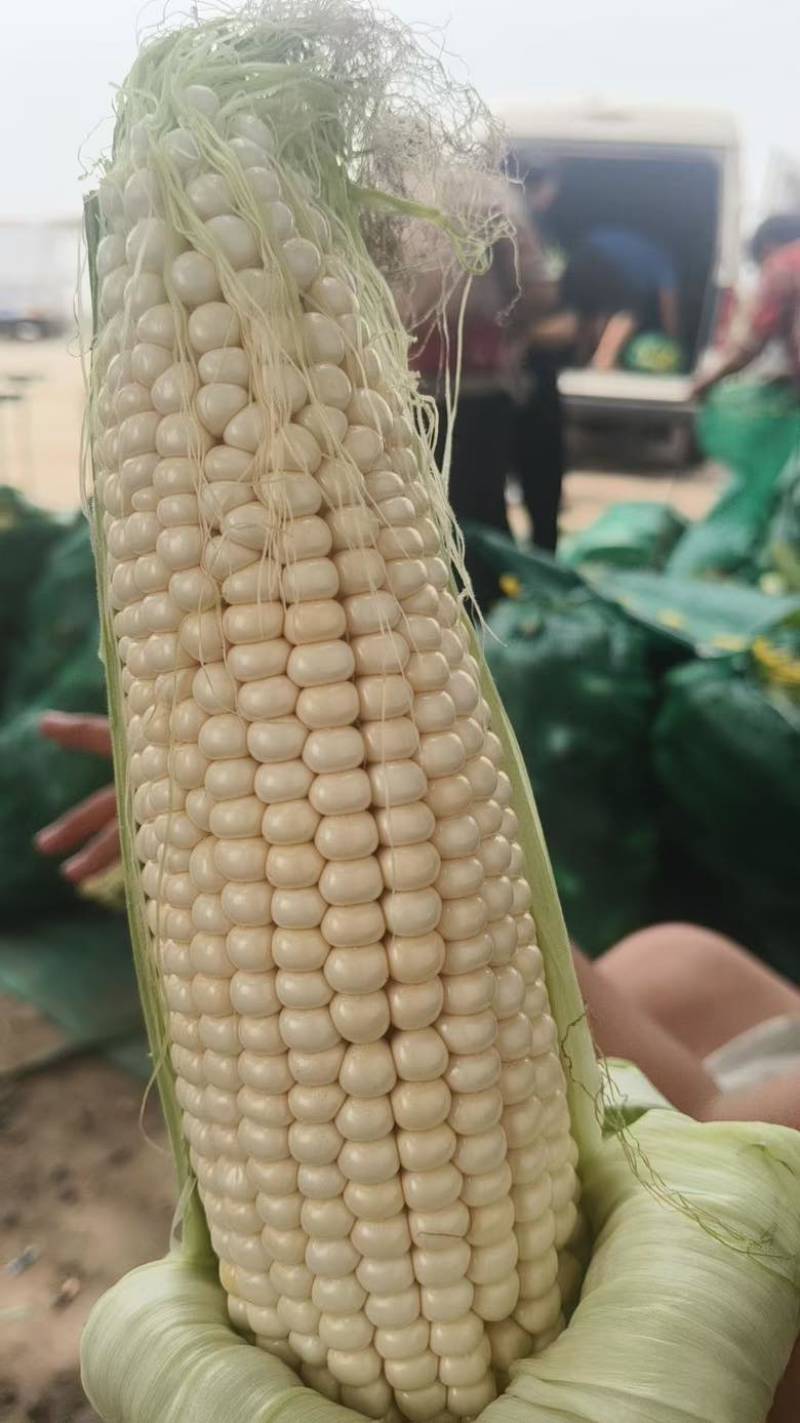 白糯玉米