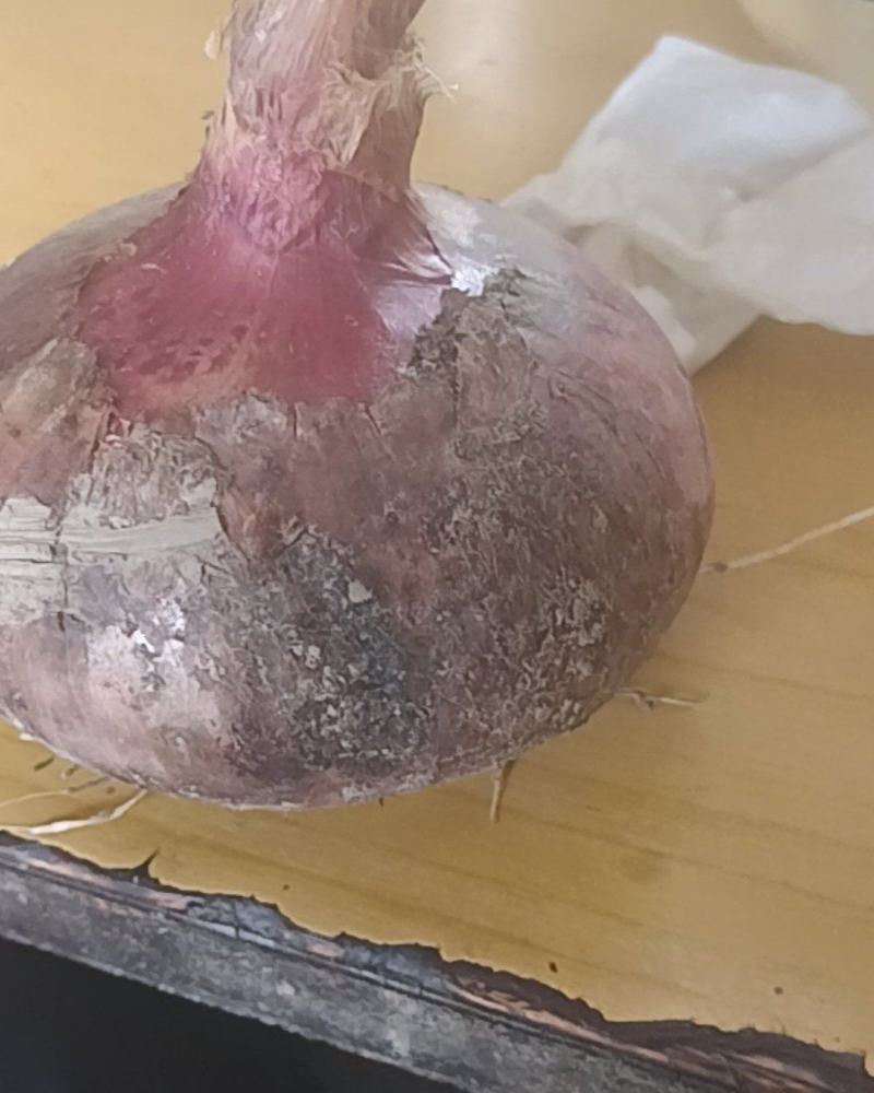 紫红皮洋葱