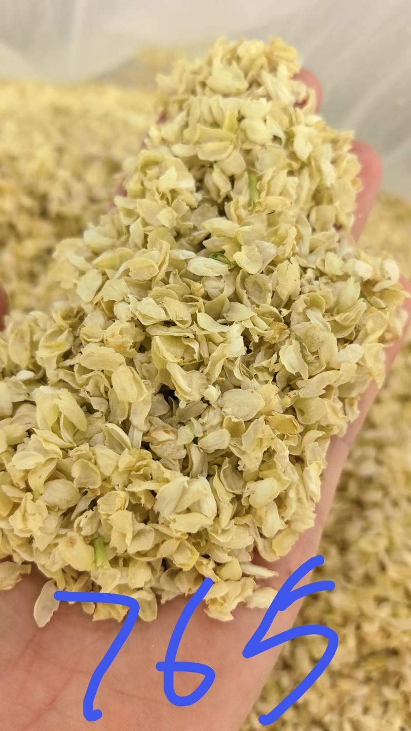 大量供应两年、三年茉莉花苗，以及茉莉花盆栽