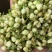 大量供应两年、三年茉莉花苗，以及茉莉花盆栽