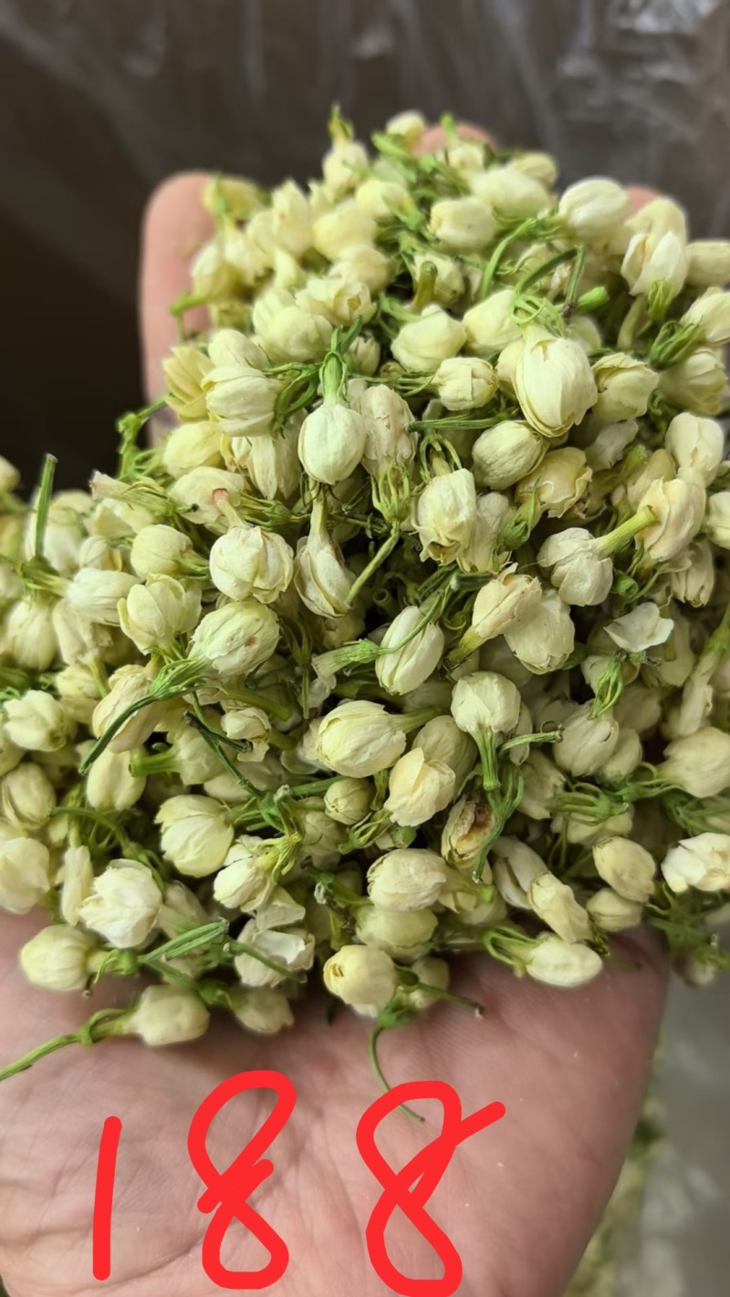 大量供应两年、三年茉莉花苗，以及茉莉花盆栽