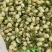 大量供应两年、三年茉莉花苗，以及茉莉花盆栽