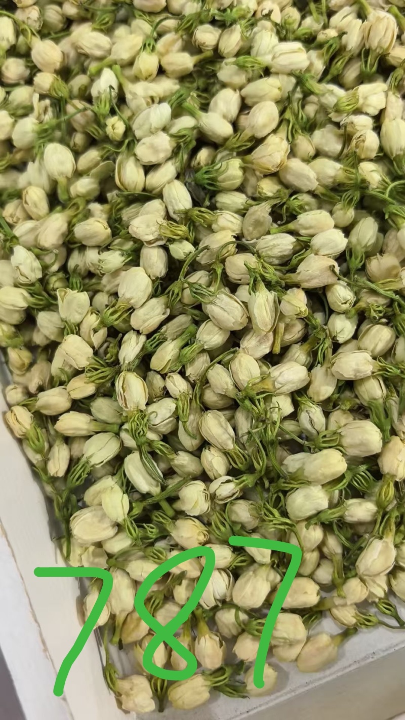 大量供应两年、三年茉莉花苗，以及茉莉花盆栽