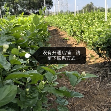 大量供应两年、三年茉莉花苗，以及茉莉花盆栽