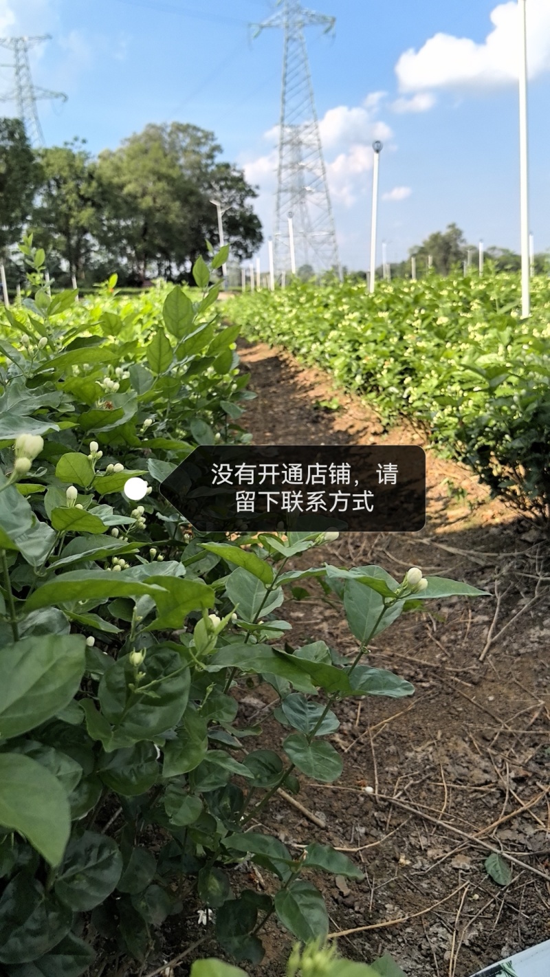 大量供应两年、三年茉莉花苗，以及茉莉花盆栽